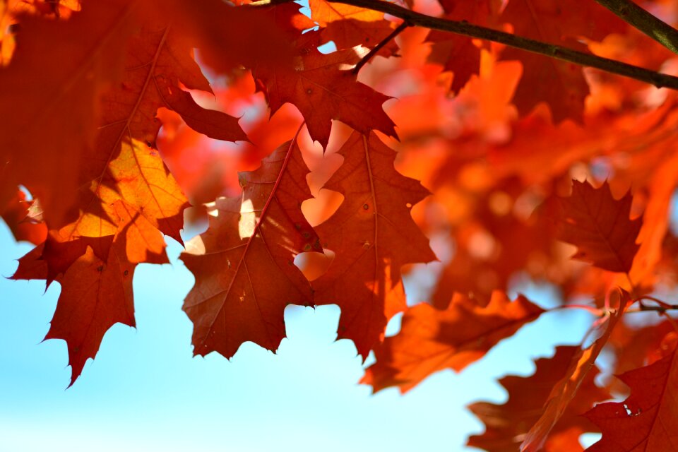 Tree autumn gold sprig photo