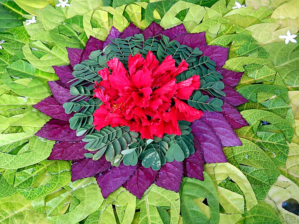 Rosette plant design color