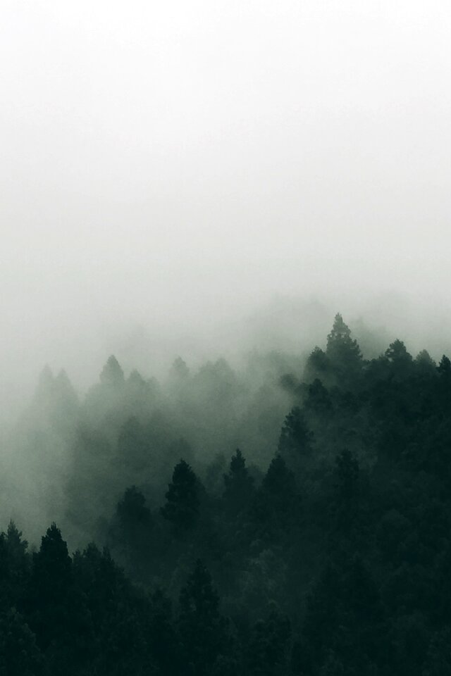 Nature forest landscape