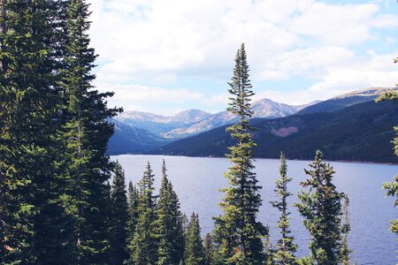 Pine trees forest mountain