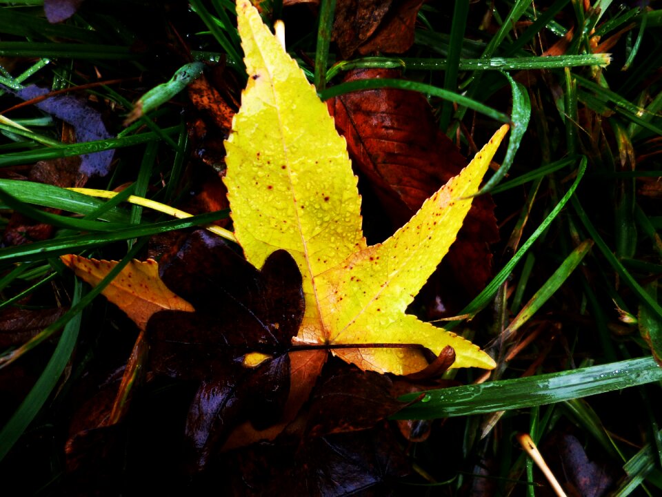 Autumn autumn leaves yellow