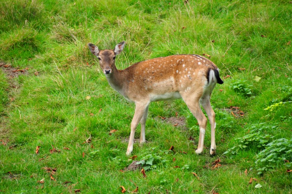 Animals wild wildlife