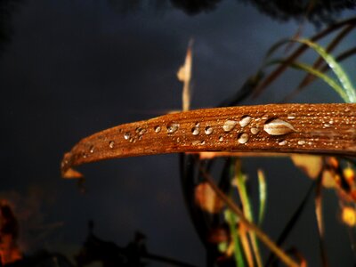 Blade blade of grass raindrop