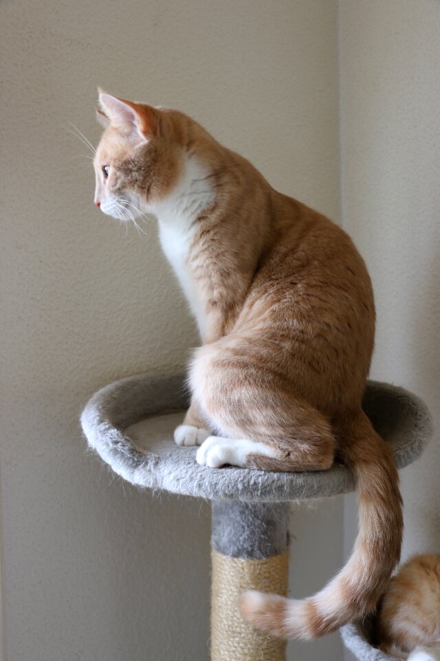 Animal feline pet