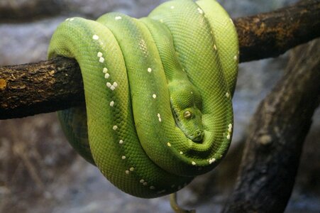 Green tree python zoo close up