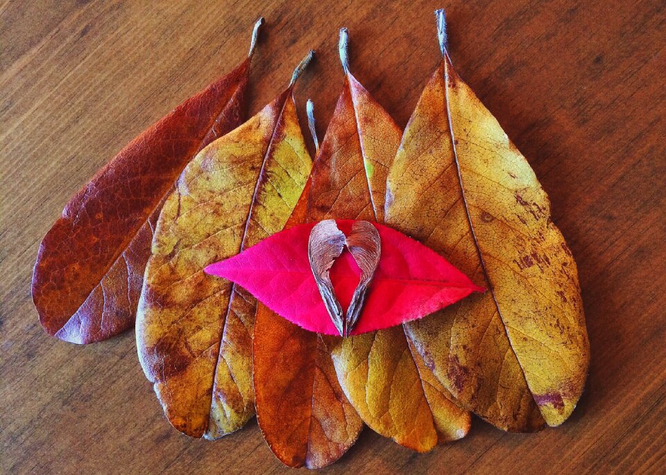 Season leaf fall leaves background