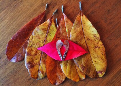 Season leaf fall leaves background