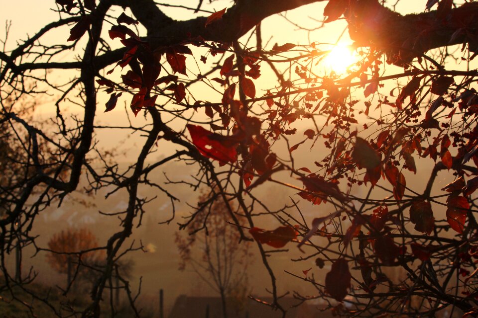 Sun light branches