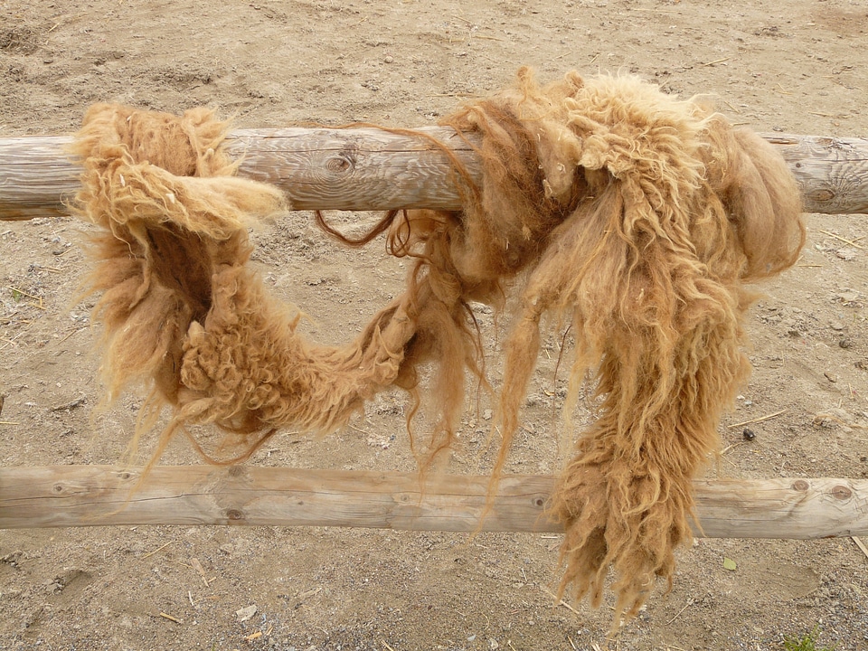 Camel animal fur wuschelig