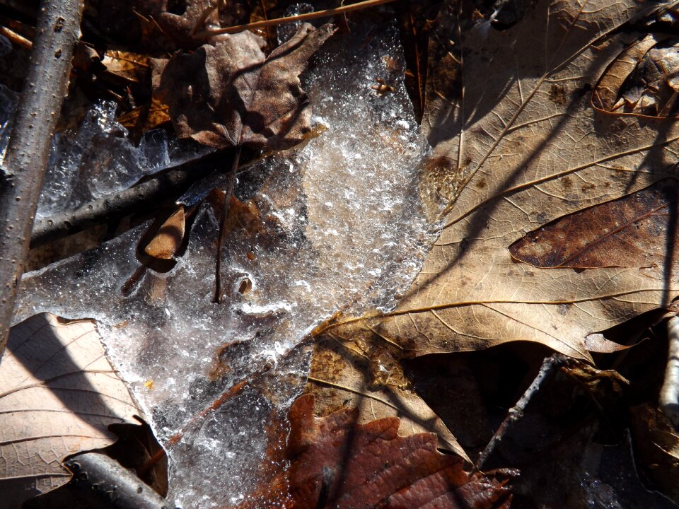 Frozen nature tree