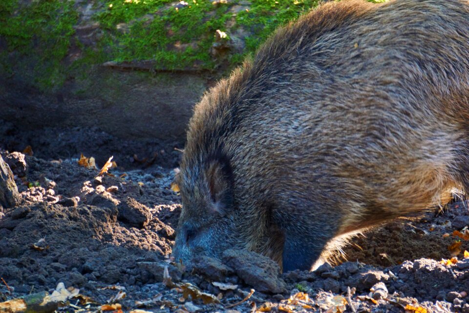 Wild boar forest nature