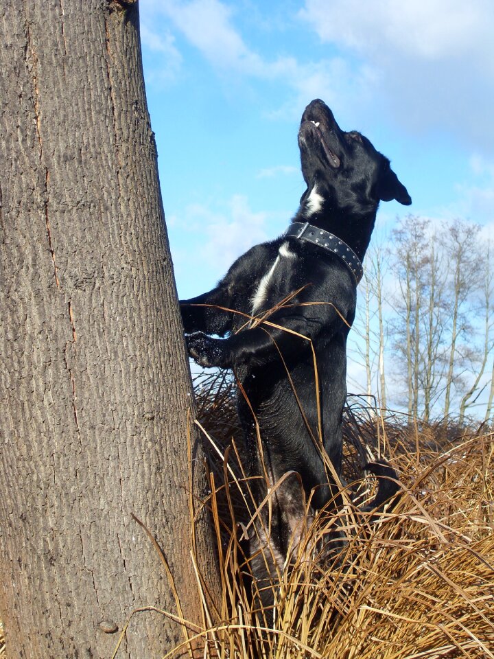Labrador tree hunting