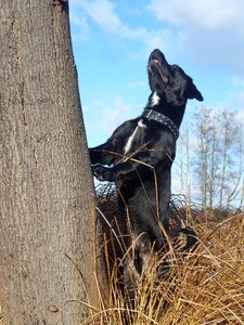 Labrador tree hunting