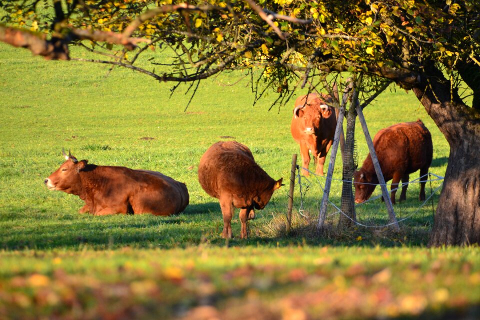 Cattle grass meadow