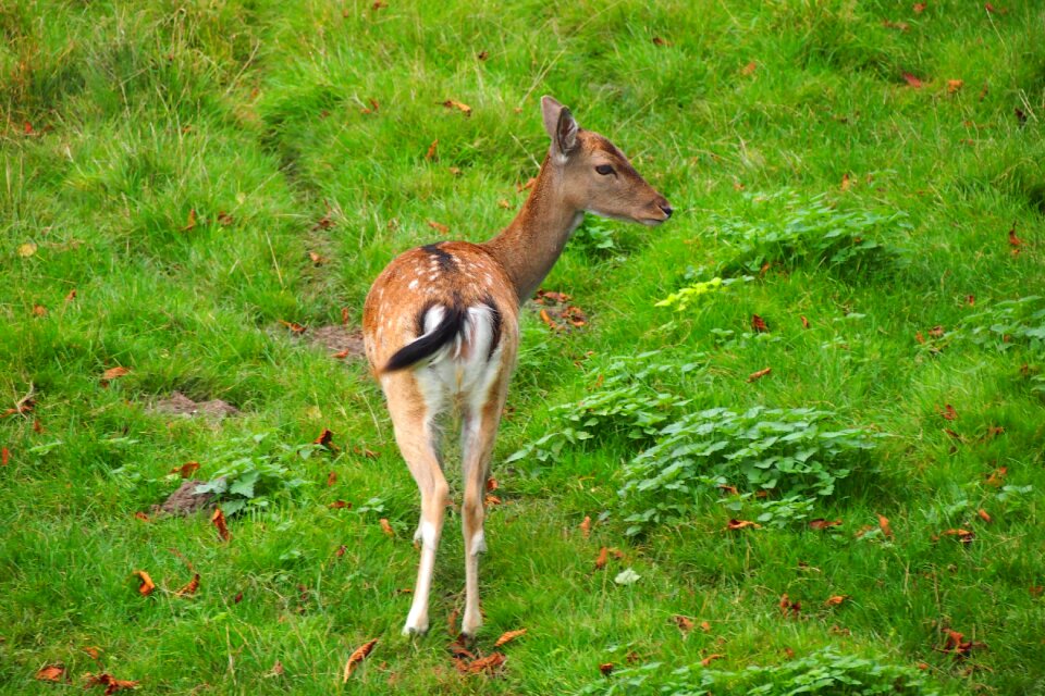Wildlife wild animals