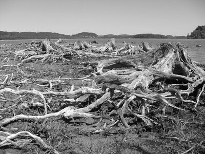 Lipno lake stumps