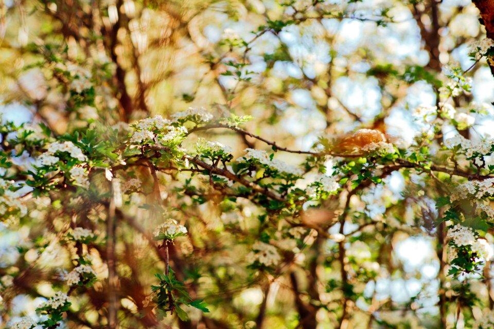 Green branches leaf