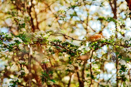 Green branches leaf