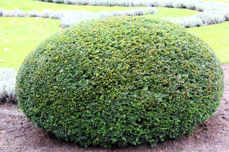 Egg shaped cheerful nature