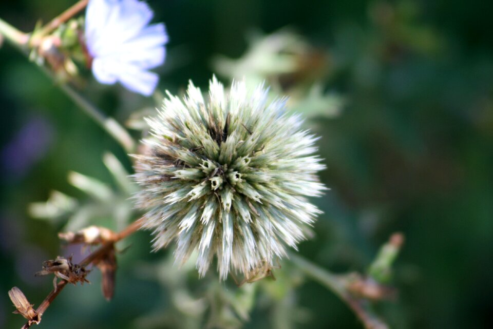 Agra plant meadow wild flower