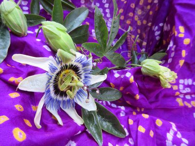 Flower purple