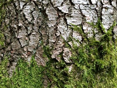 Log nature structure
