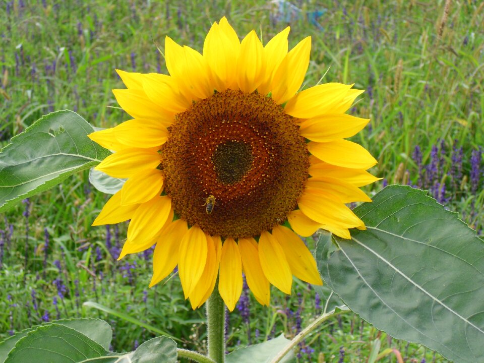 Bee blossom bloom