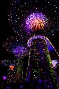 Tree colorful garden