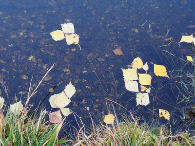 Dry leaves autumn leaves nature photo