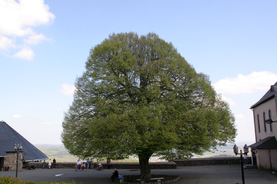 Landscape old tree castle greifenstein