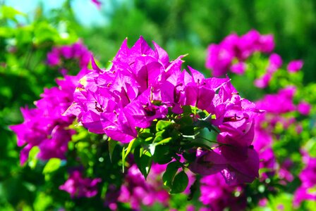 Bougainvillea botany exotic flowers photo