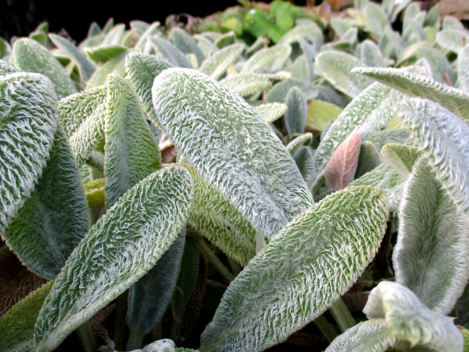 Garden flora nature
