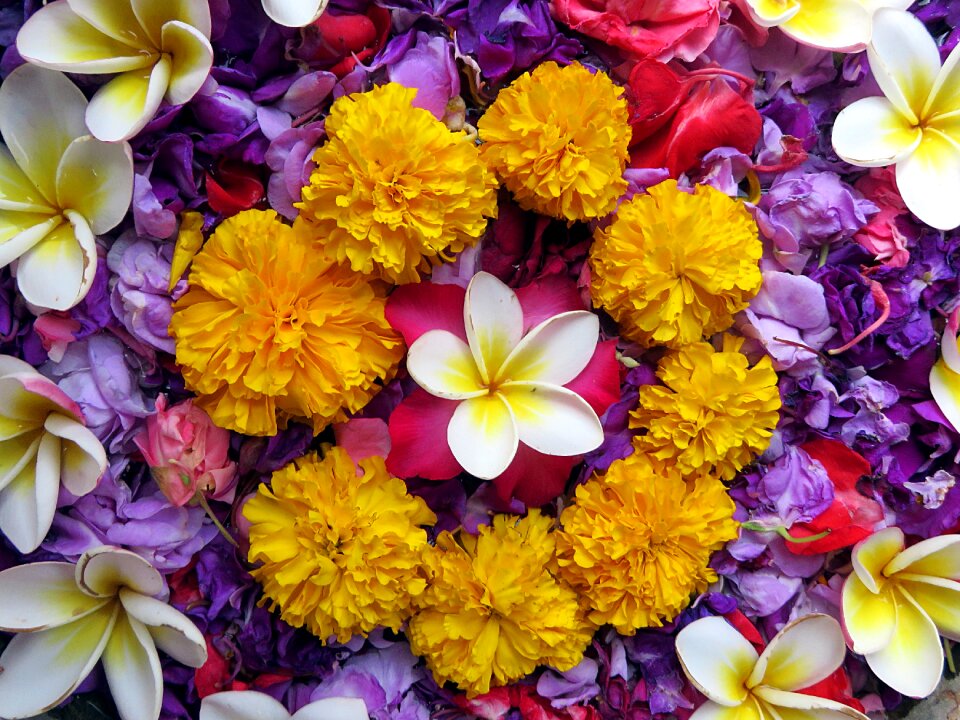 Color plant design asia
