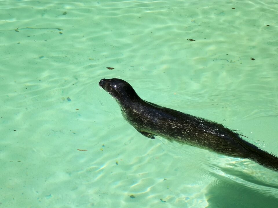 Maritime otariid mammal