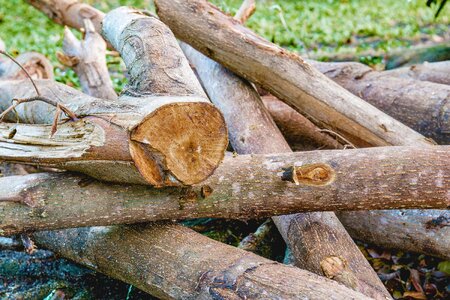Cut the wood a pile of wood firewood