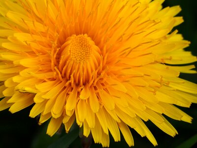 Macro spring flower