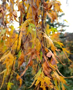 Leaves in the autumn fall foliage golden autumn photo