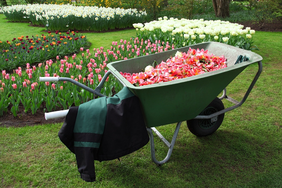 Flower garden gardening photo