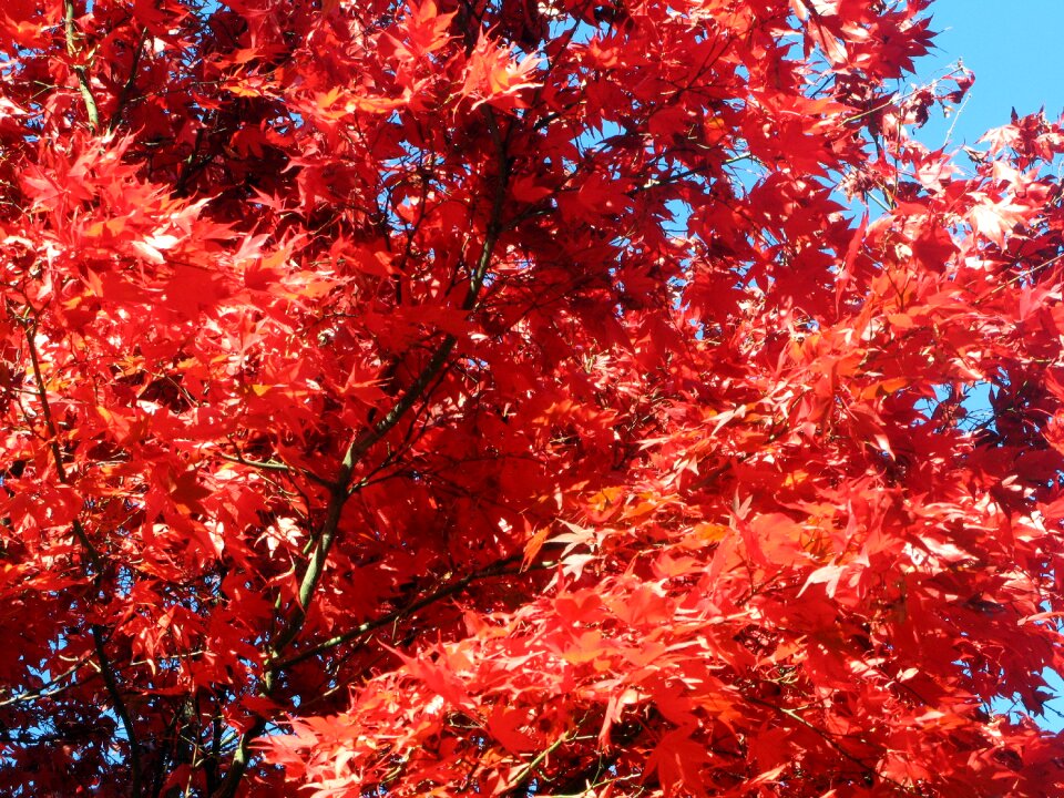 Autumn leaves fall nature