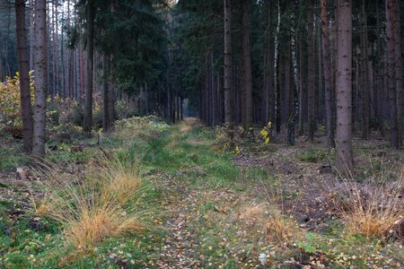 Thuringia germany away trees