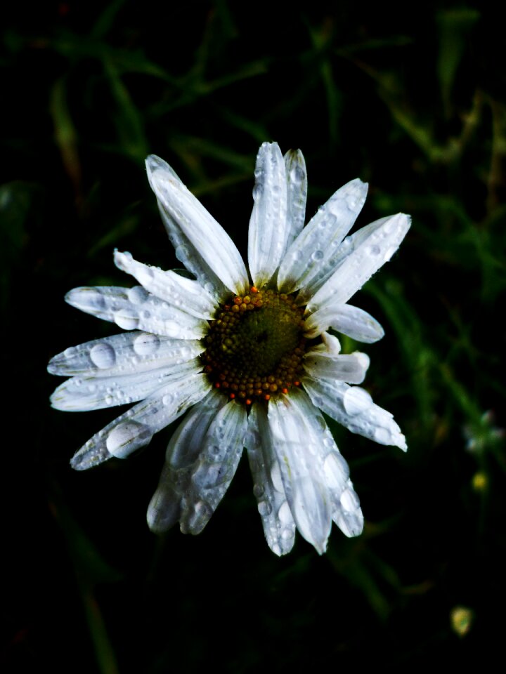 White daisy nature flower