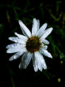 White daisy nature flower
