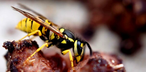 Yellow eat sting
