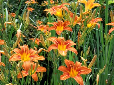 Plant springtime flower
