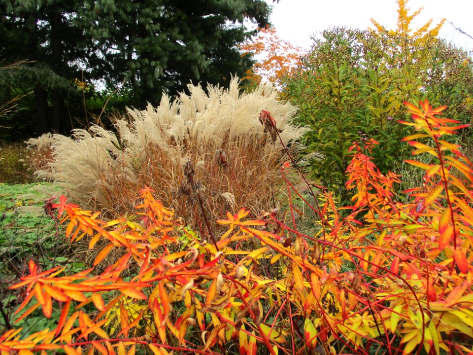 Plant botany garden