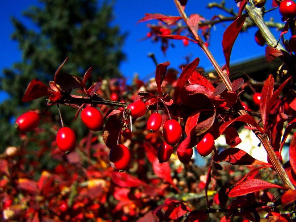 Red berries fall harvest sorrel barberries
