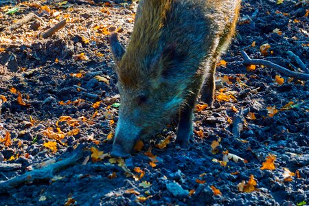 Wild boar forest nature photo