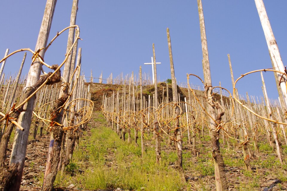 Moselle germany vines