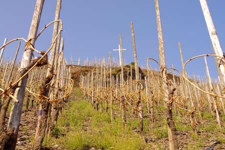 Moselle germany vines