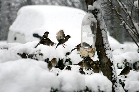 Winter feeding bird feeder